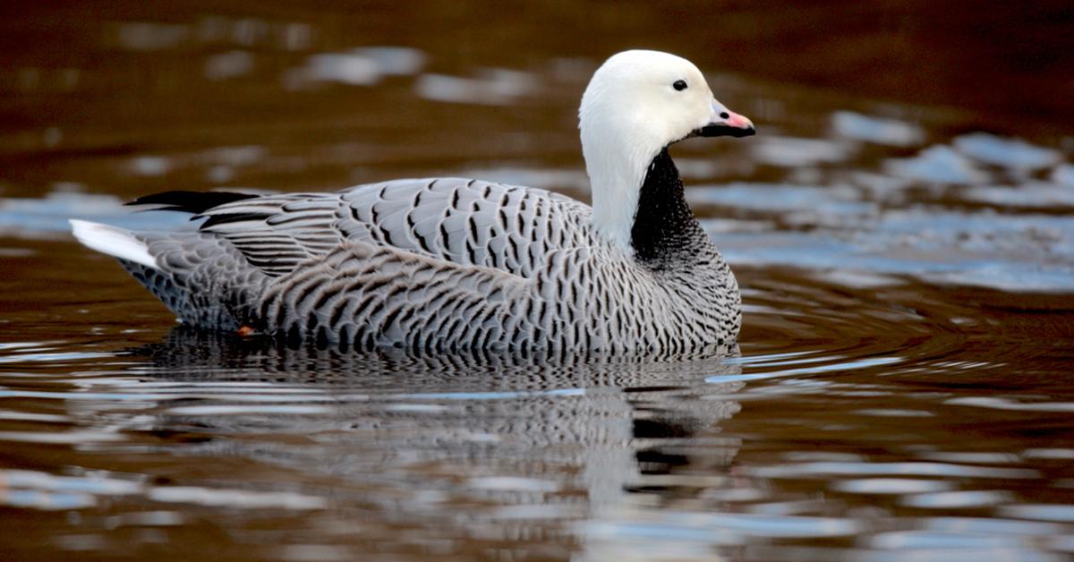 Close-up view of the Emperor Goose, known as Angsa Kaisar in Indonesian.