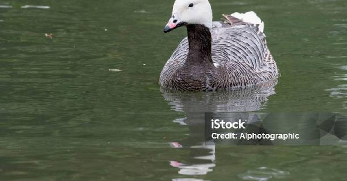 Unique portrayal of the Emperor Goose, also called Angsa Kaisar in Bahasa Indonesia.