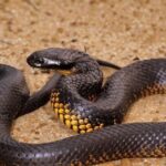 A look at the Eastern Tiger Snake, also recognized as Ular Harimau Timur in Indonesian culture.