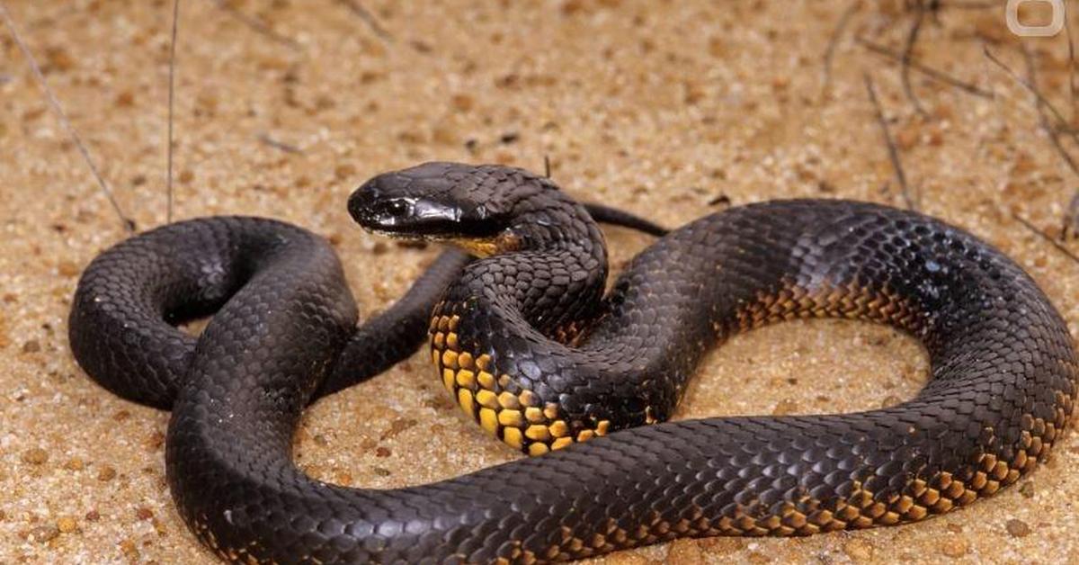 Natural elegance of the Eastern Tiger Snake, scientifically termed Notechis scutatus.