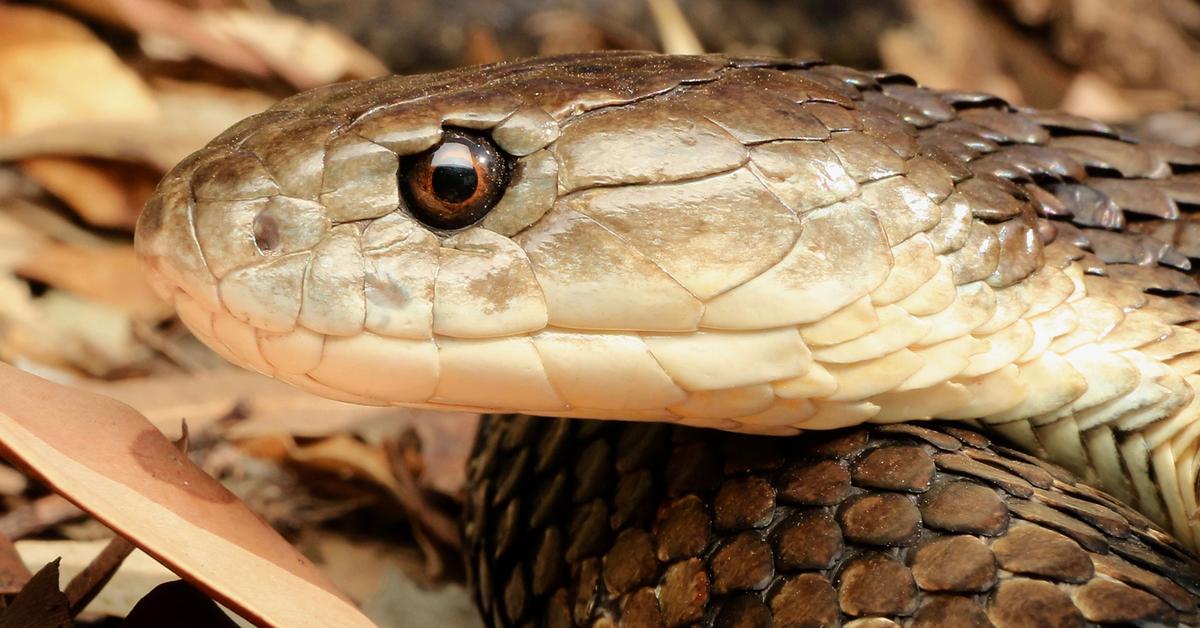 Splendid image of the Eastern Tiger Snake, with the scientific name Notechis scutatus.