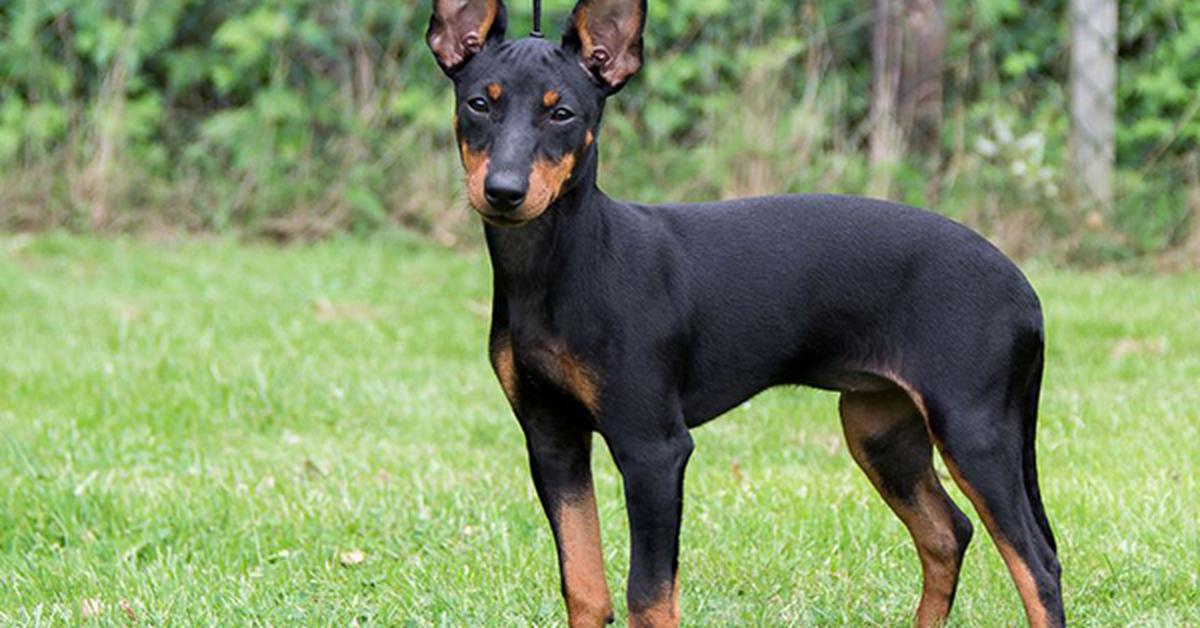 Glimpse of the English Toy Terrier, known in the scientific community as Canis lupus familiaris.