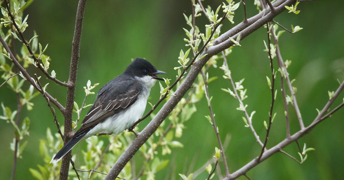 Captured moment of the Eastern Kingbird, in Indonesia known as Burung Kicau Timur.