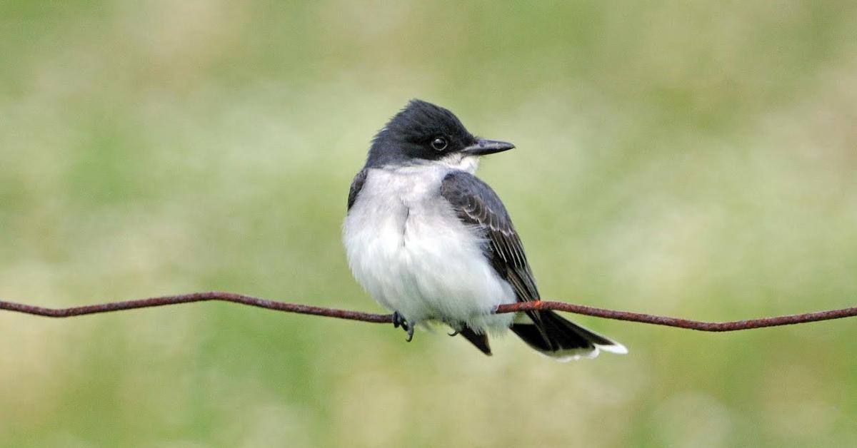 Exquisite image of Eastern Kingbird, in Indonesia known as Burung Kicau Timur.