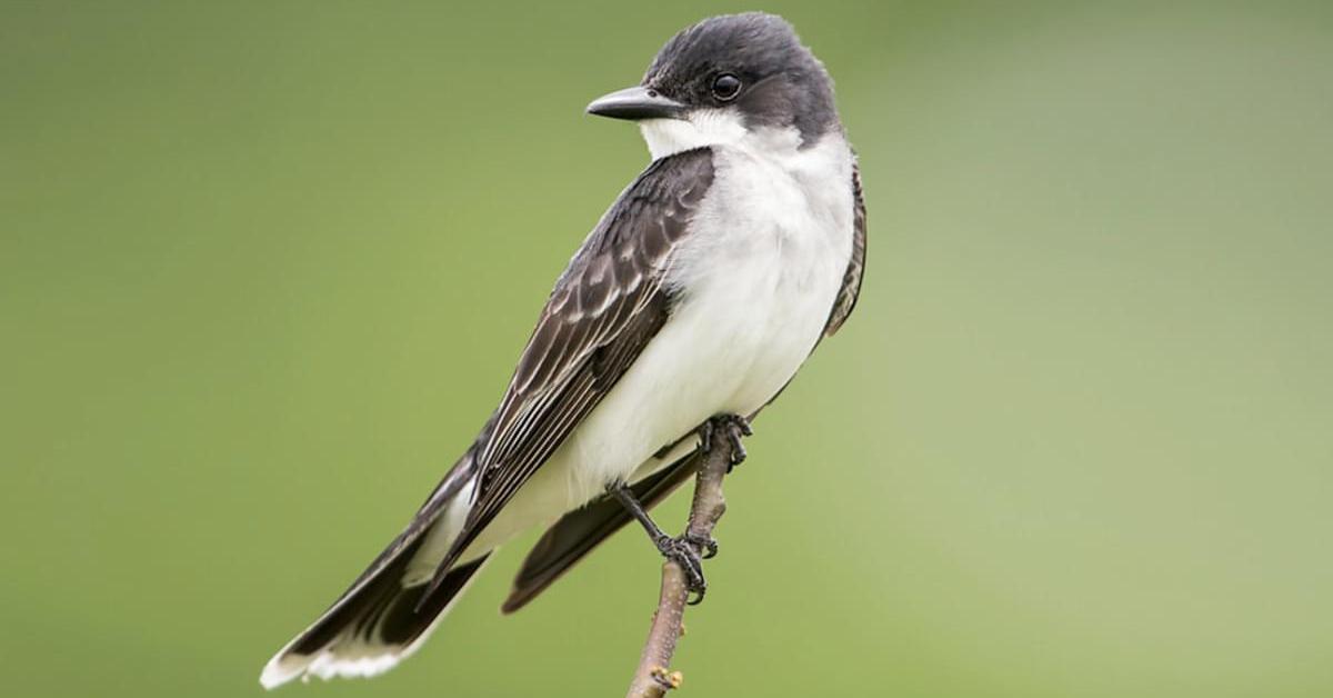 Image of the Eastern Kingbird (Tyrannus tyrannus), popular in Indonesia as Burung Kicau Timur.