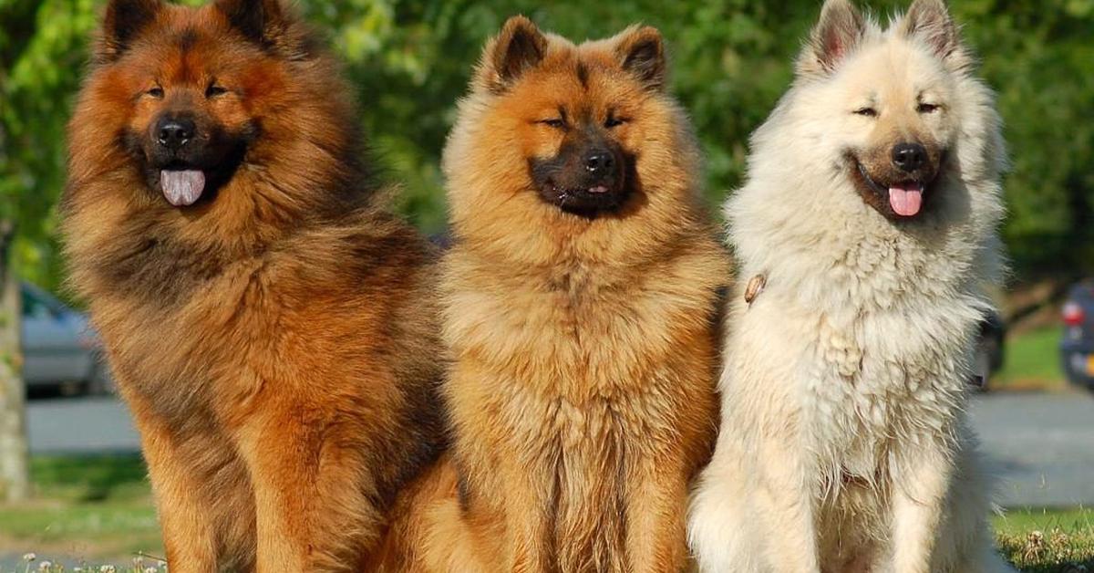 Stunning depiction of Eurasier, also referred to as Canis lupus familiaris.