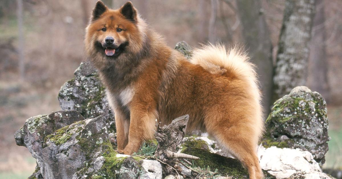 Captured elegance of the Eurasier, known in Indonesia as Eurasier.