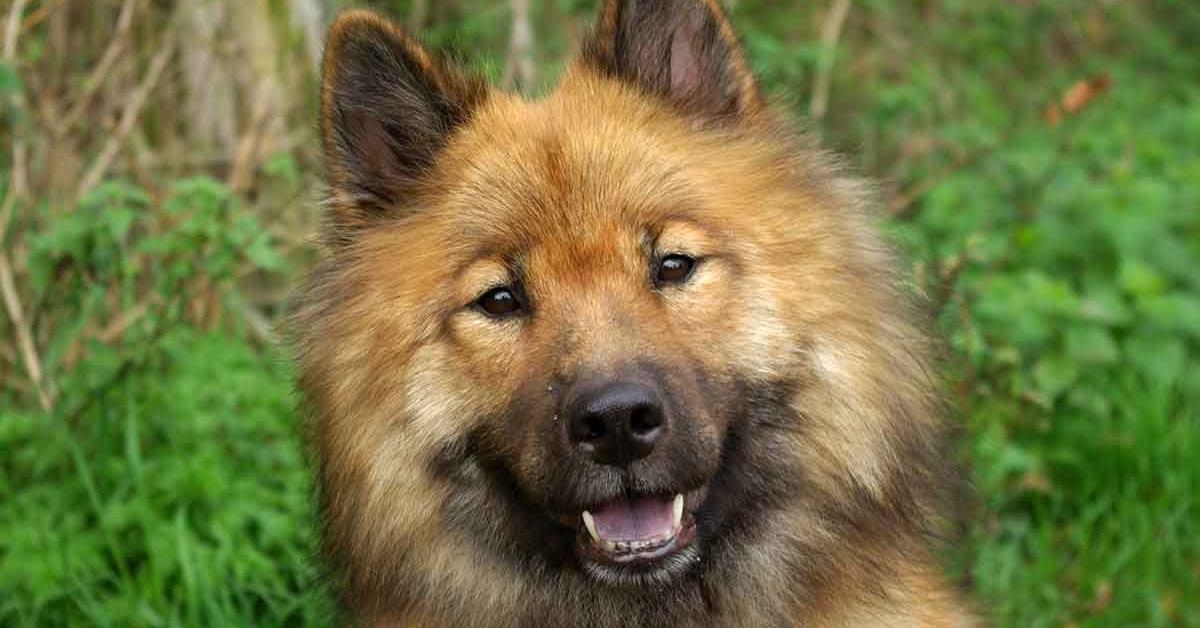 The alluring Eurasier, commonly referred to as Eurasier in Bahasa Indonesia.