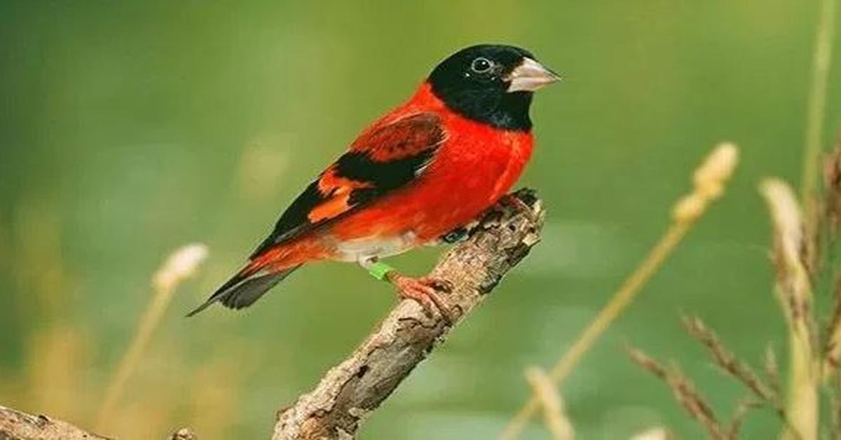 Image showcasing the European Goldfinch, known in Indonesia as Burung Siskin Eropa.