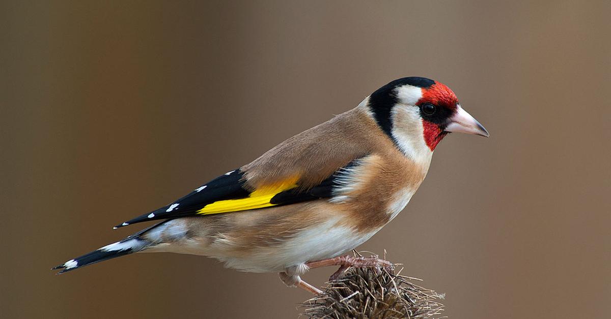 Stunning depiction of European Goldfinch, also referred to as Carduelis carduelis.