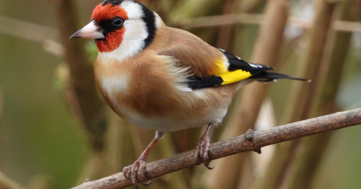 The majestic European Goldfinch, also called Burung Siskin Eropa in Indonesia, in its glory.