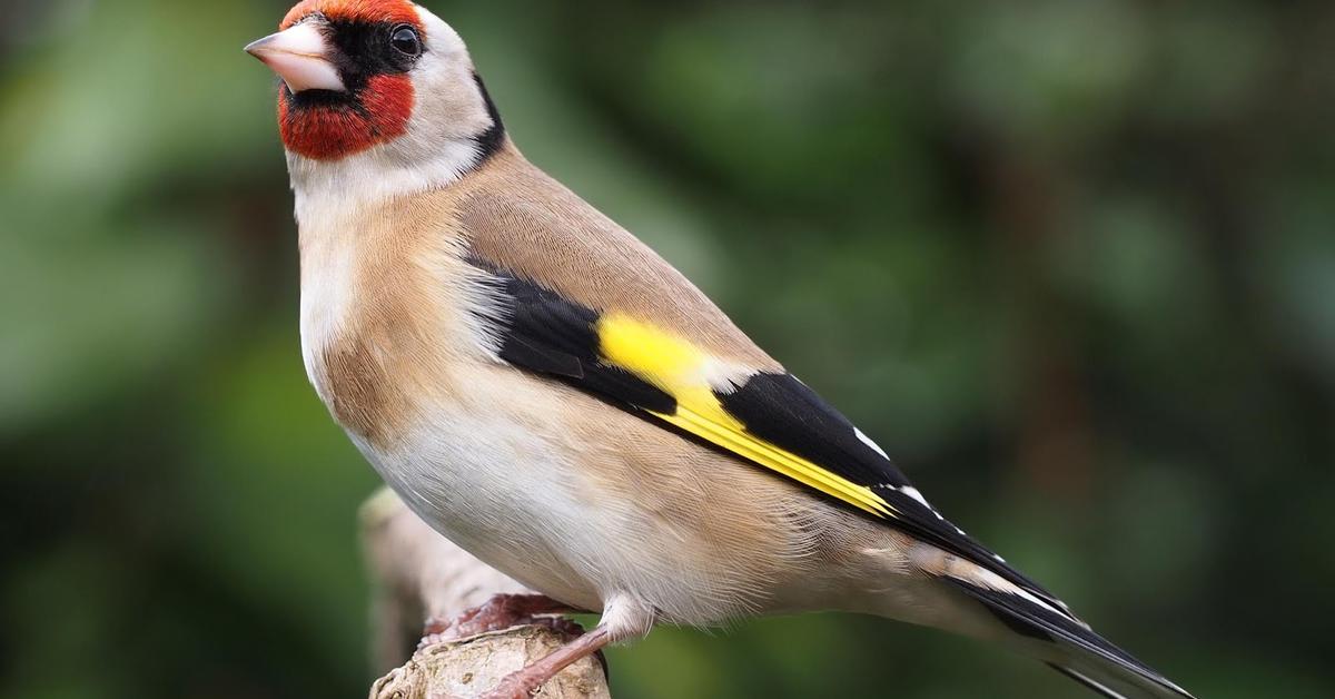 Stunning image of the European Goldfinch (Carduelis carduelis), a wonder in the animal kingdom.