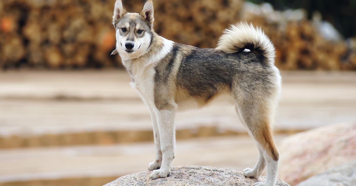 Captured beauty of the East Siberian Laika, or Canis Lupus in the scientific world.