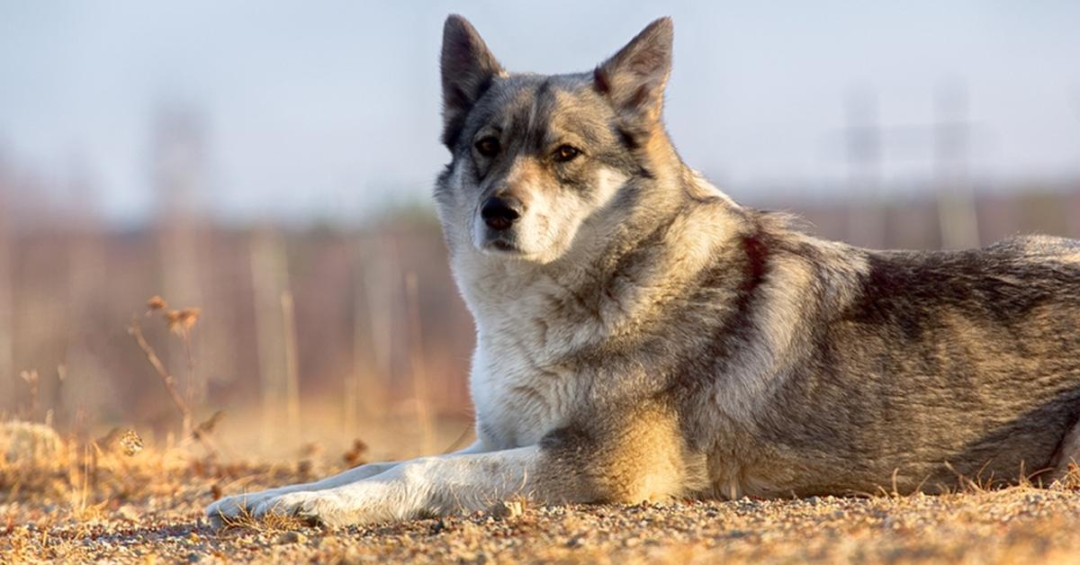 Striking appearance of the East Siberian Laika, known in scientific circles as Canis Lupus.