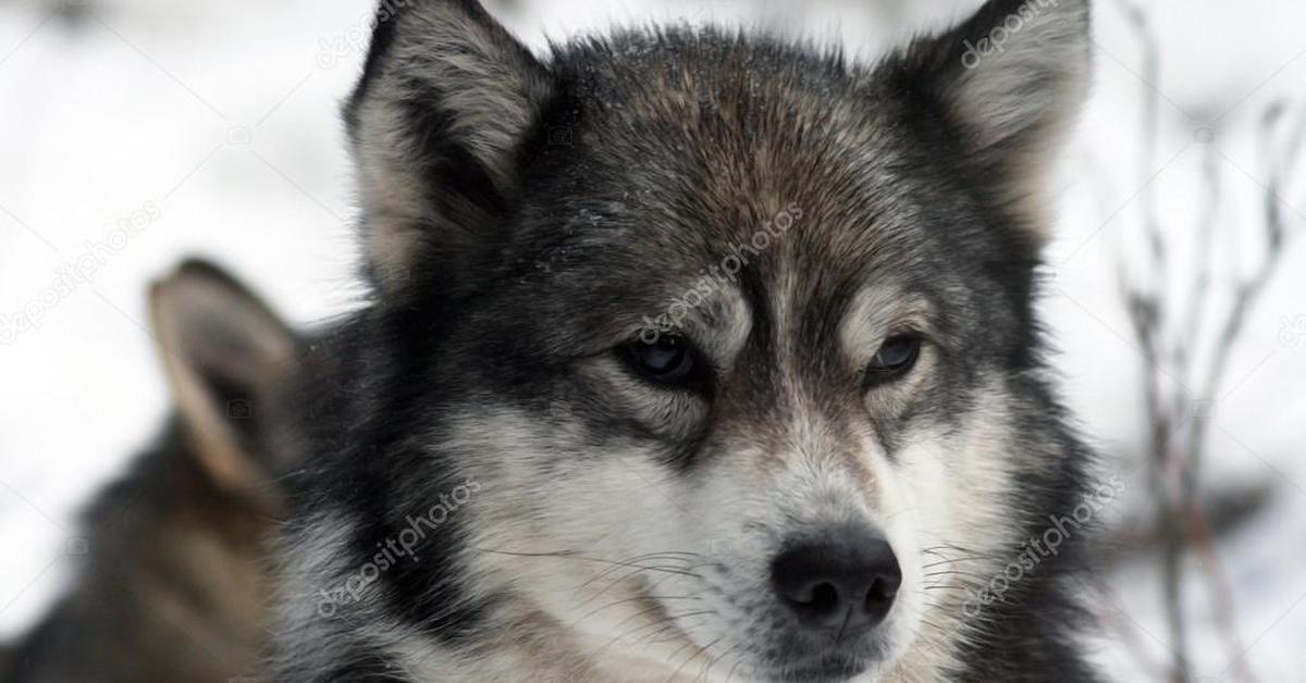 Dynamic image of the East Siberian Laika, popularly known in Indonesia as Laika Siberia Timur.