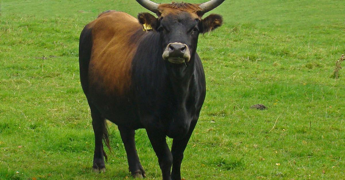 Captivating view of the English Longhorn Cattle, known in Bahasa Indonesia as Sapi English Longhorn.