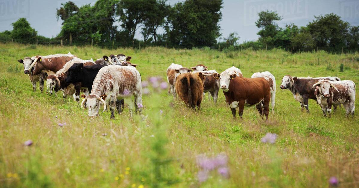 Engaging shot of the English Longhorn Cattle, recognized in Indonesia as Sapi English Longhorn.