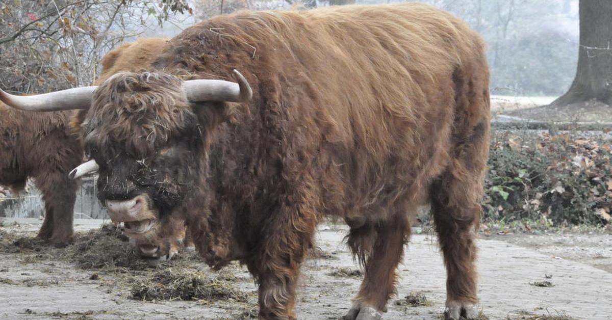 A look at the English Longhorn Cattle, also recognized as Sapi English Longhorn in Indonesian culture.