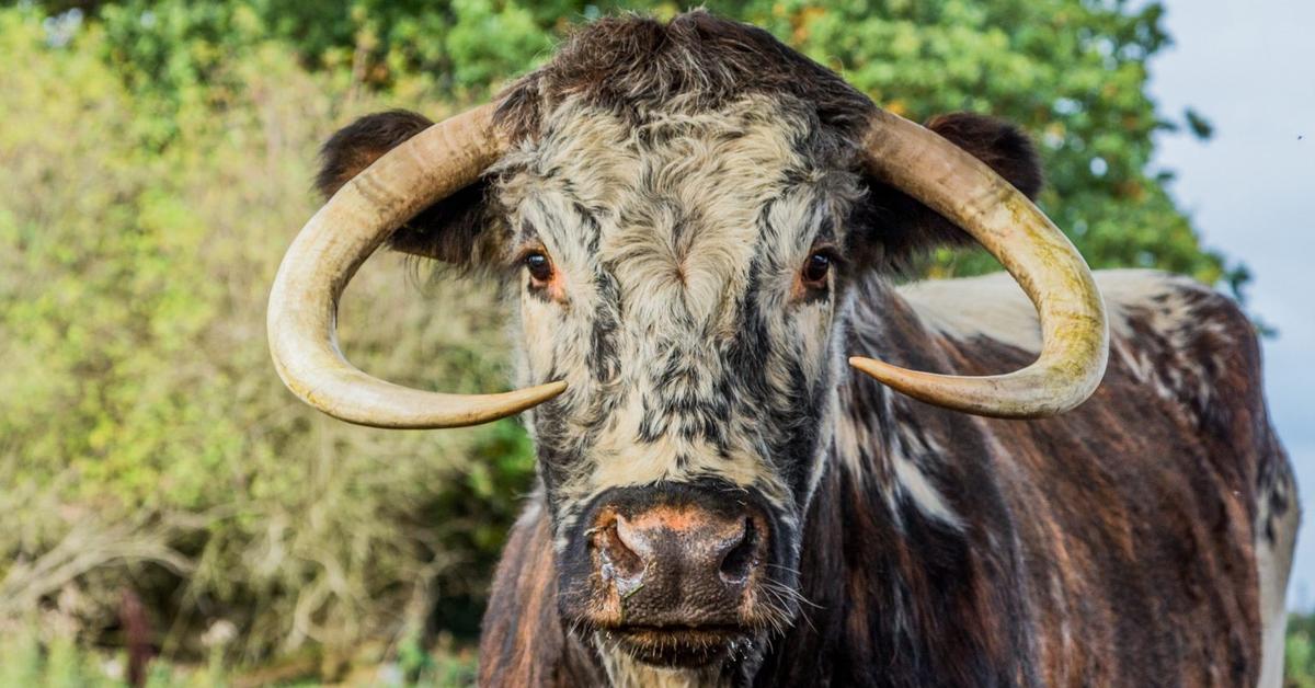 A look at the English Longhorn Cattle, also recognized as Sapi English Longhorn in Indonesian culture.