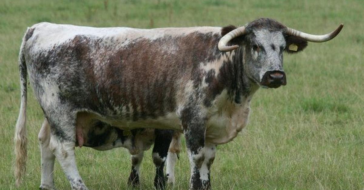 Close-up view of the English Longhorn Cattle, known as Sapi English Longhorn in Indonesian.