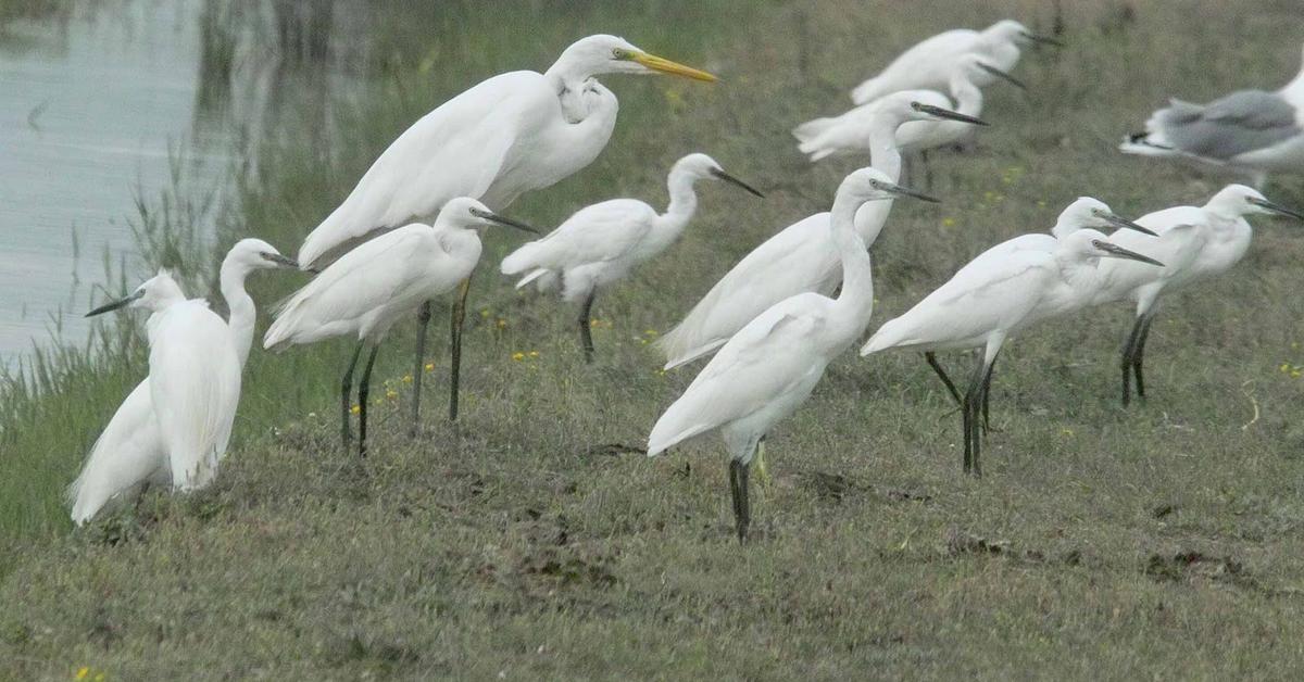 Distinctive Egret, in Indonesia known as Bangau, captured in this image.