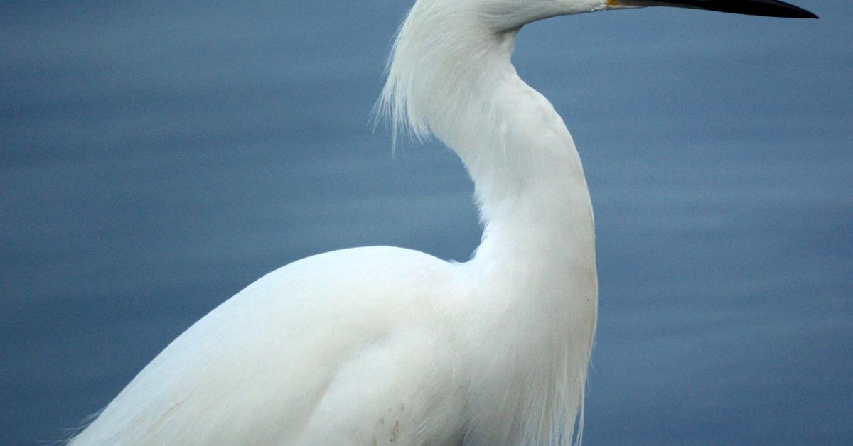 Photograph of the unique Egret, known scientifically as Ardea alba.