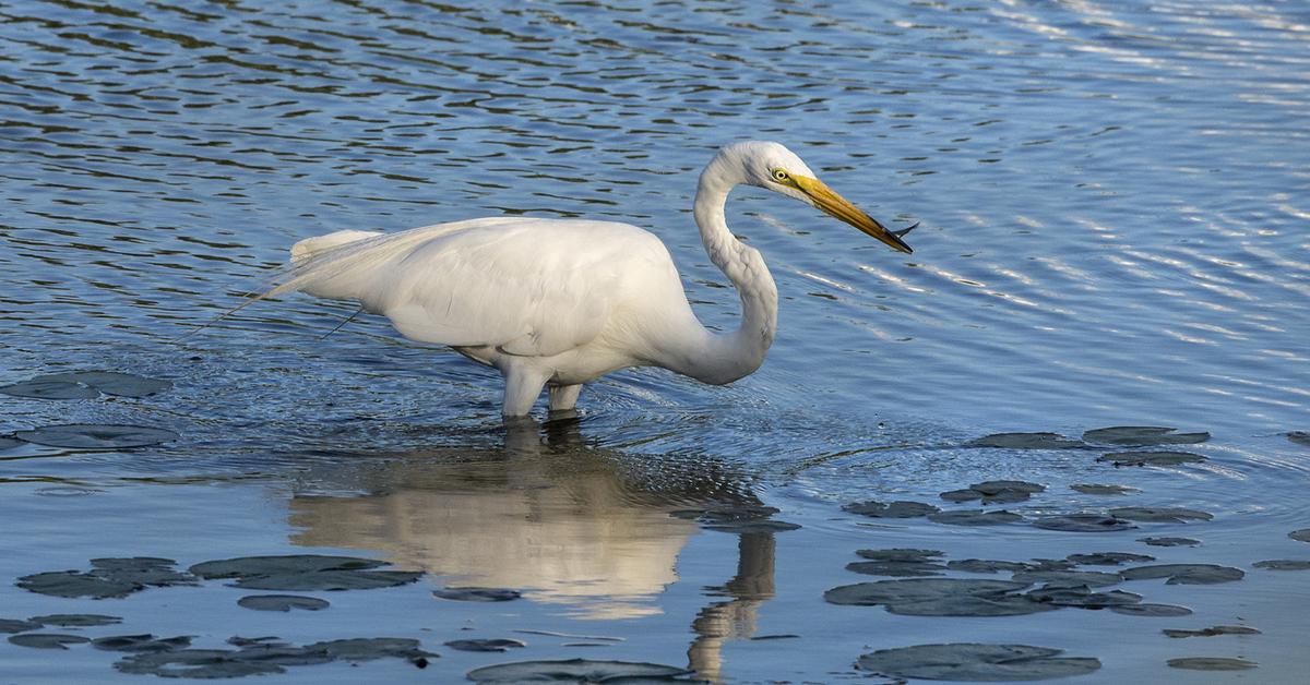 Captivating shot of the Egret, or Bangau in Bahasa Indonesia.