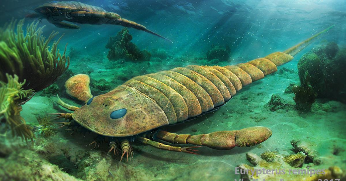 Enchanting Eurypterus, a species scientifically known as Eurypterida.