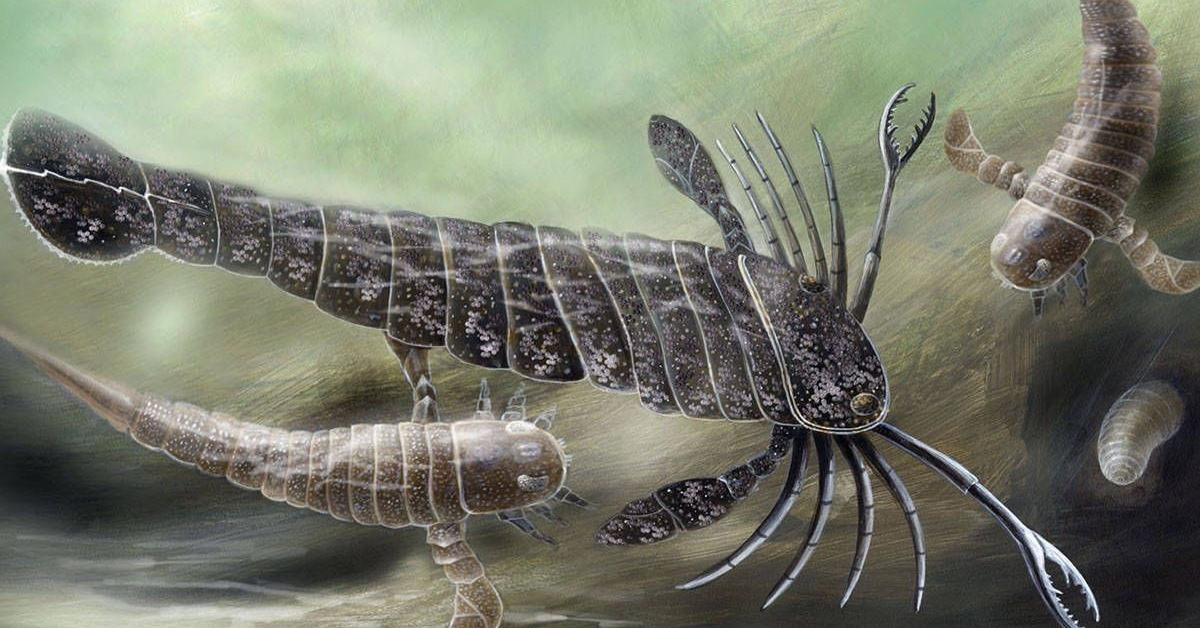 Snapshot of the intriguing Eurypterus, scientifically named Eurypterida.