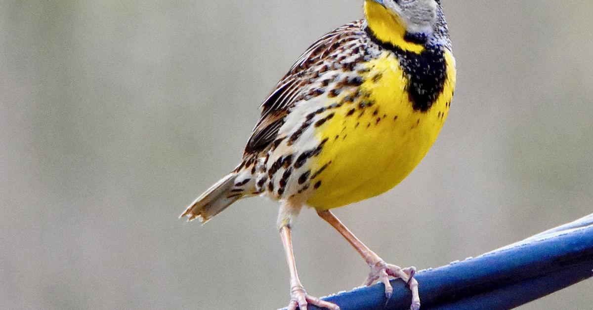 Elegant portrayal of the Eastern Meadowlark, also known as Sturnella Magna.