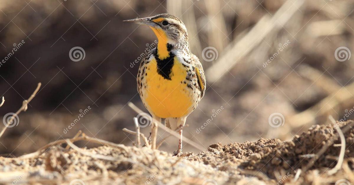 Photographic depiction of the unique Eastern Meadowlark, locally called Burung Pipit Timur.