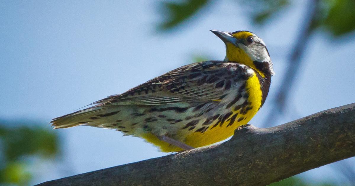 The Eastern Meadowlark, a species known as Sturnella Magna, in its natural splendor.