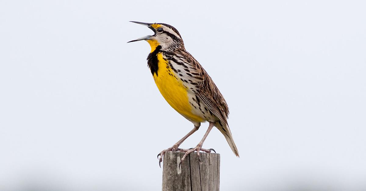 Stunning depiction of Eastern Meadowlark, also referred to as Sturnella Magna.