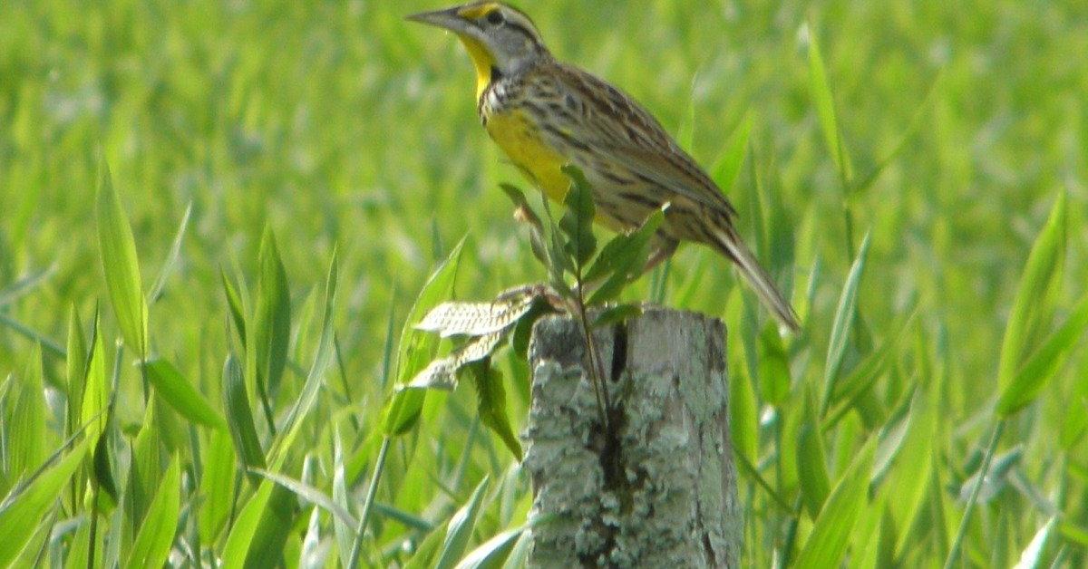 A beautiful representation of the Eastern Meadowlark, scientifically Sturnella Magna.