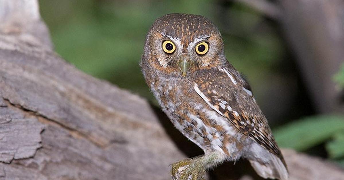 Visual of Elf Owl, or Burung Hantu Elf in Indonesian, showcasing its beauty.