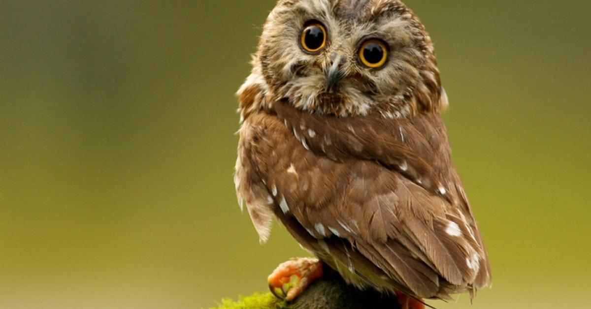 Captured elegance of the Elf Owl, known in Indonesia as Burung Hantu Elf.