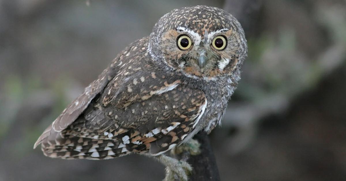 The Elf Owl, a species known as Micrathene Whitneyi, in its natural splendor.