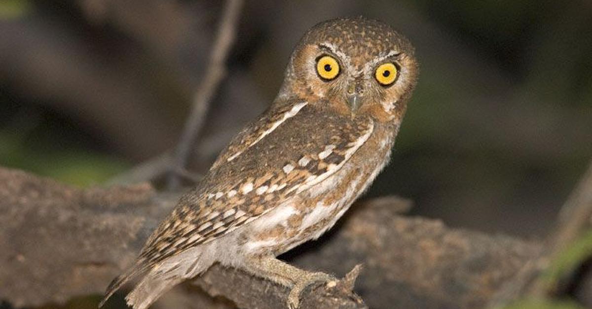 Captivating presence of the Elf Owl, a species called Micrathene Whitneyi.