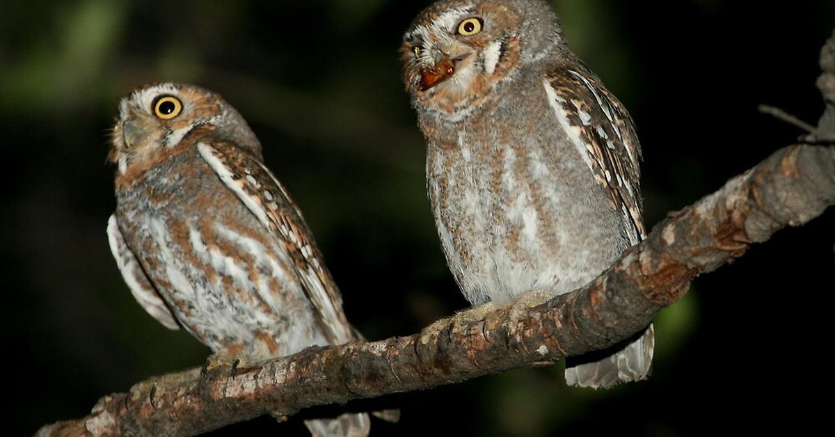 Unique portrayal of the Elf Owl, also called Burung Hantu Elf in Bahasa Indonesia.