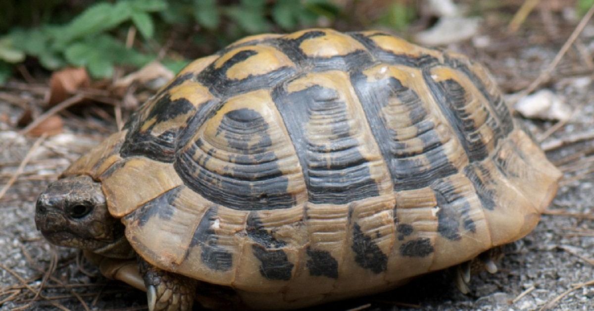 Captured beauty of the Egyptian Tortoise, or Testudo kleinmanni in the scientific world.