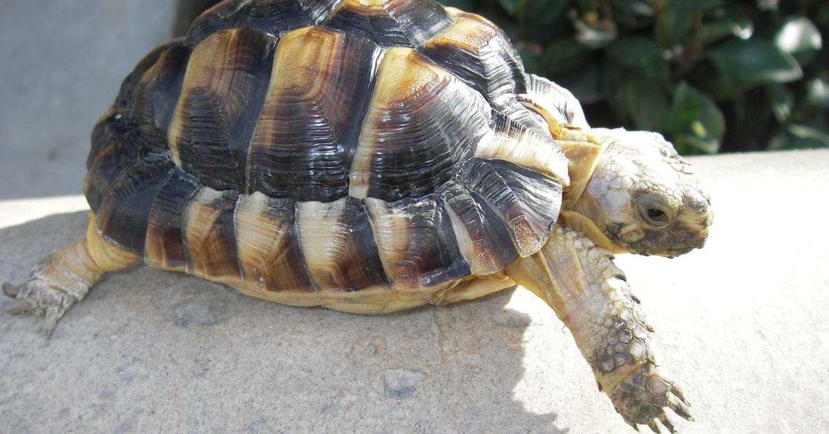 Portrait of a Egyptian Tortoise, a creature known scientifically as Testudo kleinmanni.