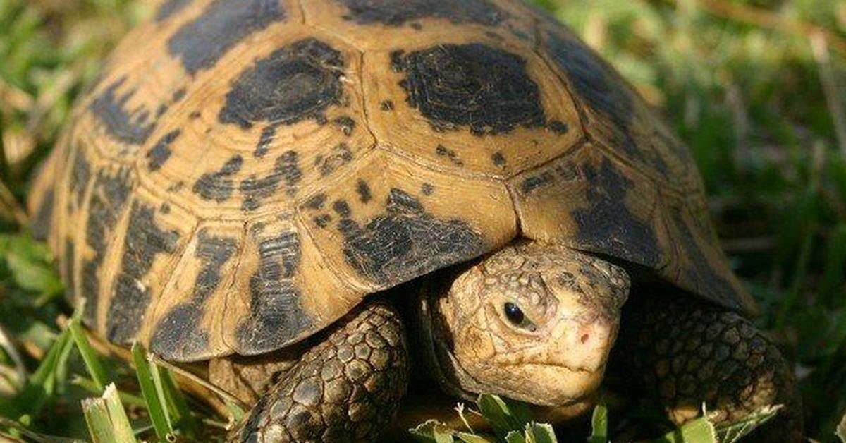 Elegant Egyptian Tortoise in its natural habitat, called Kura-kura Mesir in Indonesia.