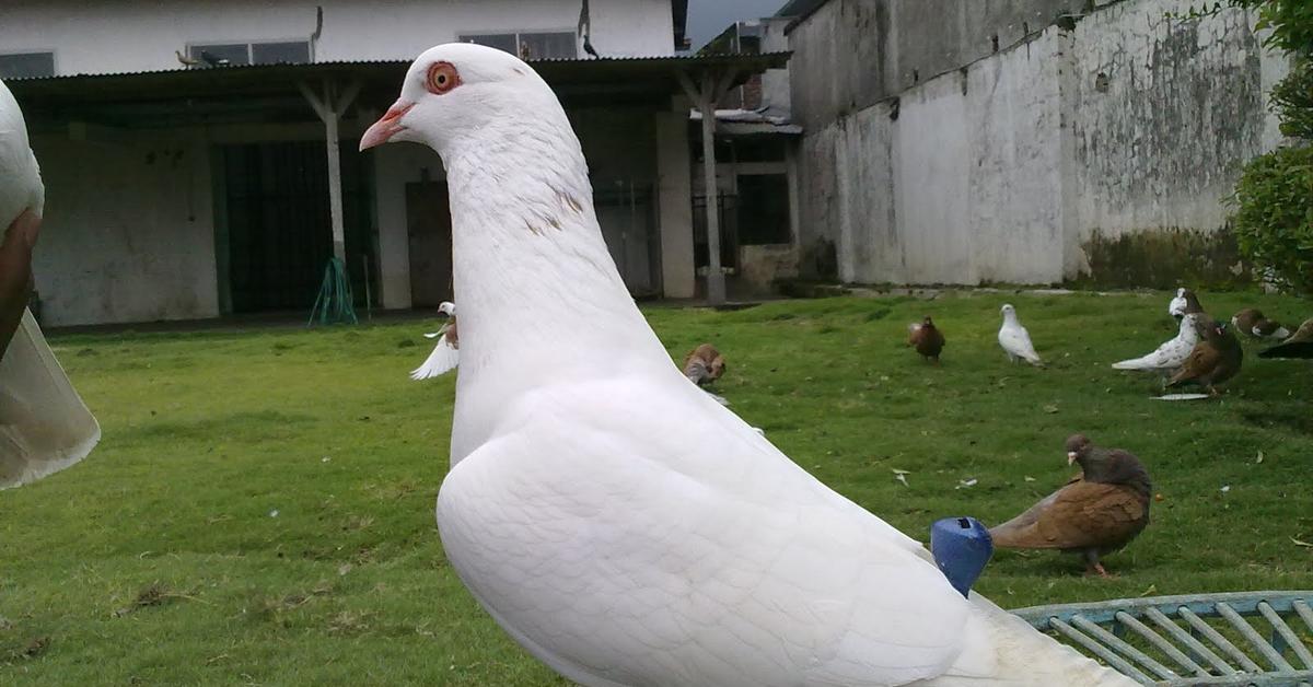 Stunning image of the Eurasian Collared Dove (Streptopelia decaocto), a wonder in the animal kingdom.