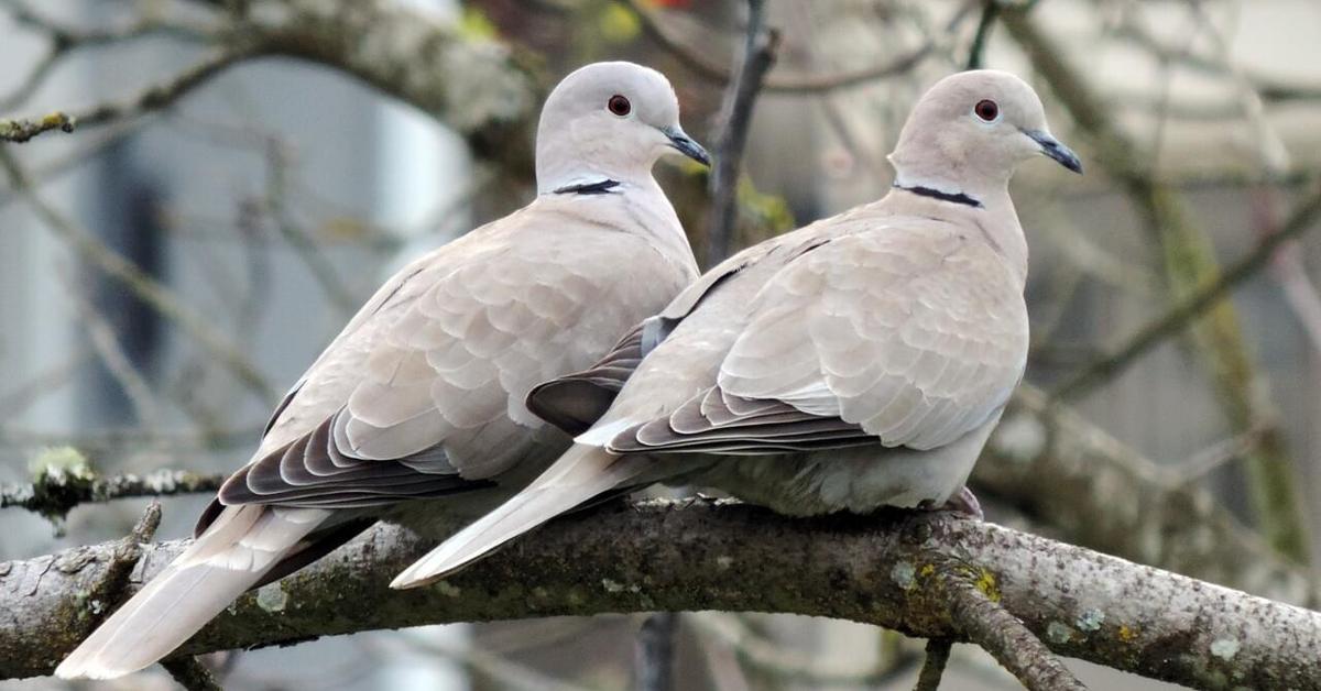 The Eurasian Collared Dove, an example of Streptopelia decaocto, in its natural environment.