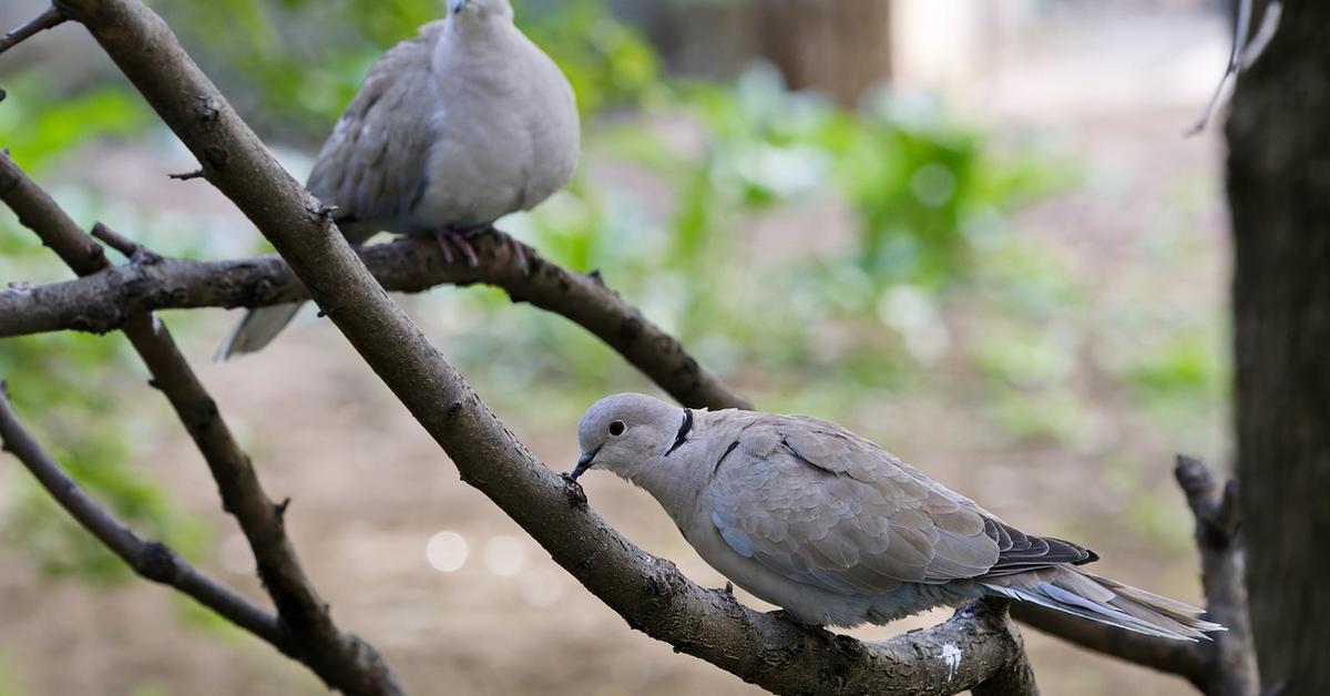 Iconic view of the Eurasian Collared Dove, or Streptopelia decaocto, in its habitat.