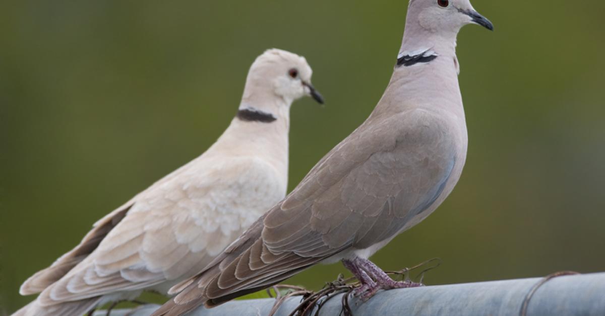 Captured moment of the Eurasian Collared Dove, in Indonesia known as Burung Merpati Eurasia Berkerah.