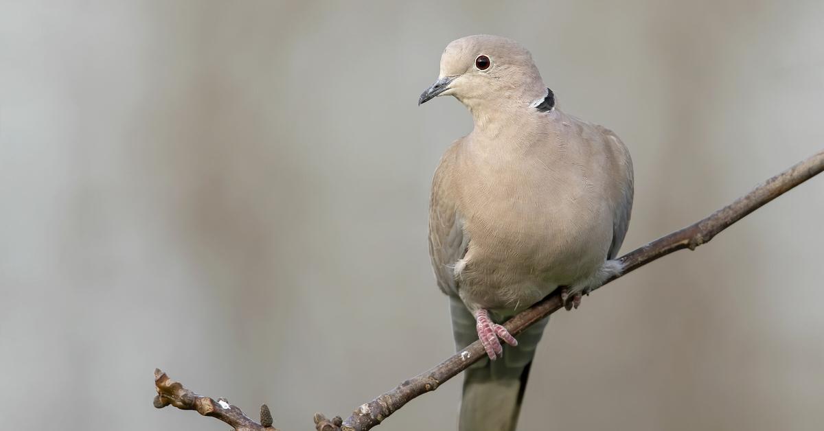 Close-up view of the Eurasian Collared Dove, known as Burung Merpati Eurasia Berkerah in Indonesian.