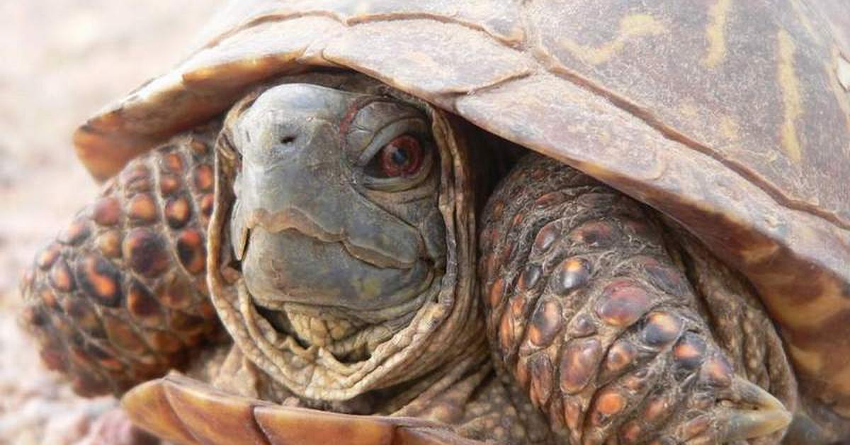 The remarkable Eastern Box Turtle (Terrapene carolina carolina), a sight to behold.