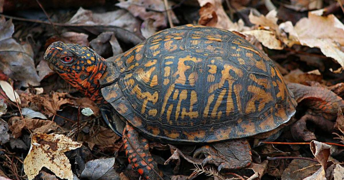 Charming view of the Eastern Box Turtle, in Indonesia referred to as Kura-kura Kotak Timur.