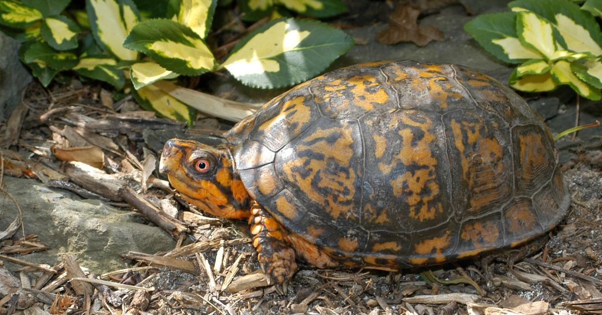 Striking appearance of the Eastern Box Turtle, known in scientific circles as Terrapene carolina carolina.